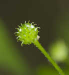 Blisterwort <BR>Hooked Buttercup